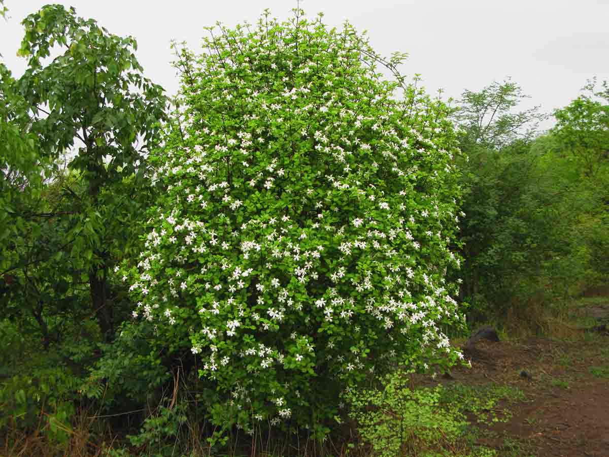 Image of Gardenia resiniflua Hiern