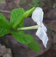 Image of Gardenia resiniflua Hiern