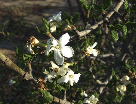 Image of Gardenia resiniflua Hiern