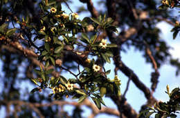 Image of Rothmannia fischeri (K. Schum.) Bullock ex Oberm.