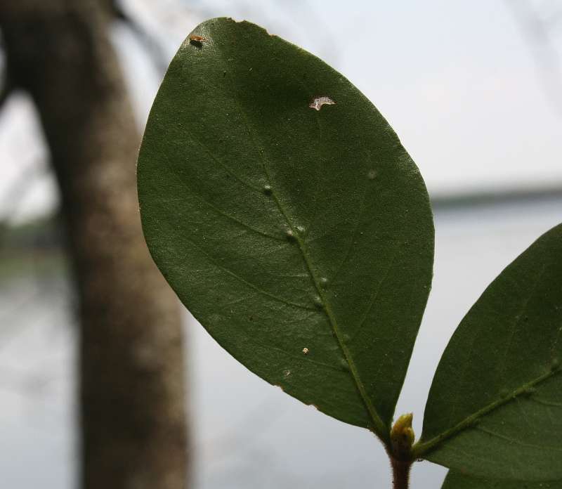 Image of Rothmannia fischeri (K. Schum.) Bullock ex Oberm.