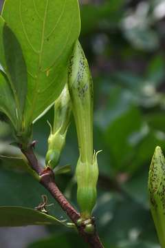 Image of Rothmannia fischeri (K. Schum.) Bullock ex Oberm.