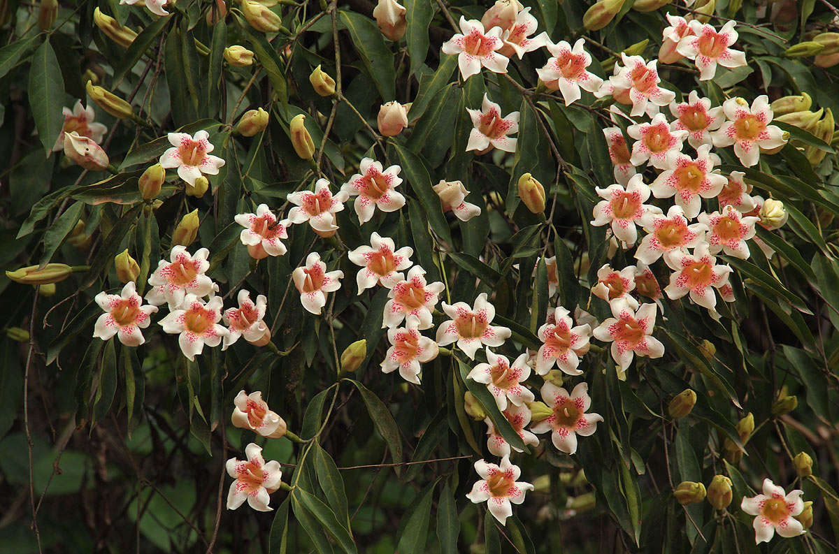 Image of Scented bells