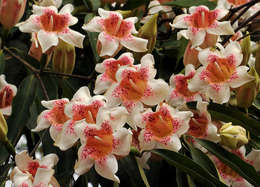 Image of Scented bells