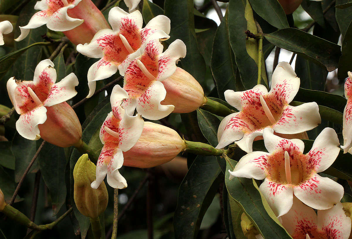 Image of Scented bells