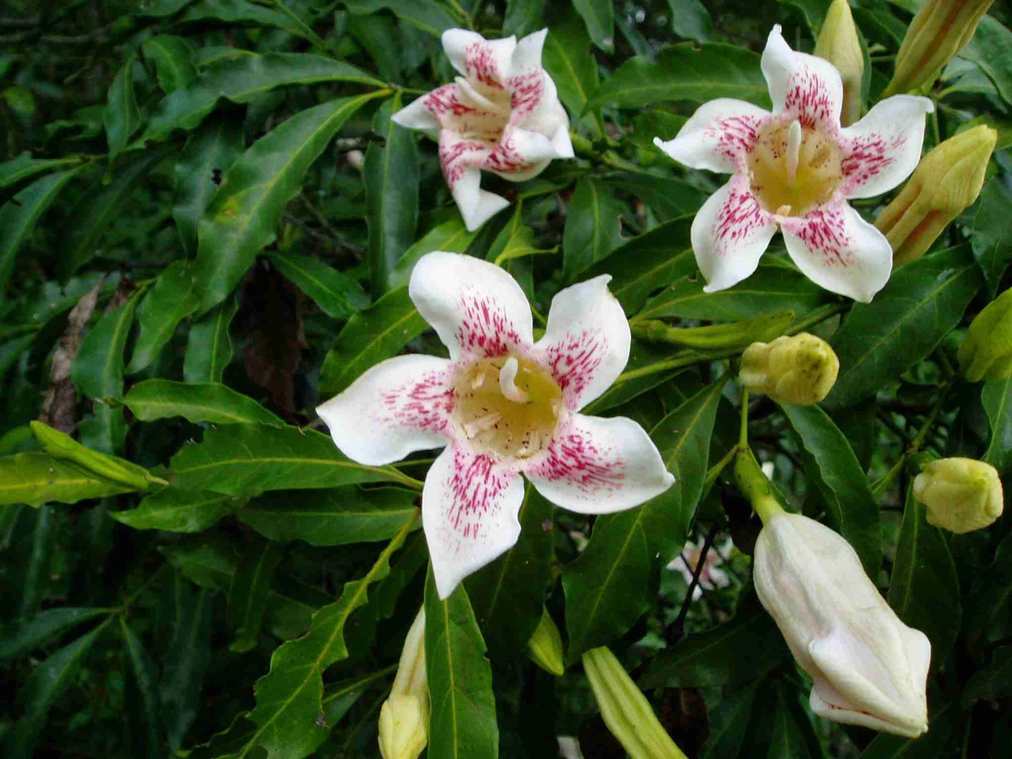 Image of Scented bells