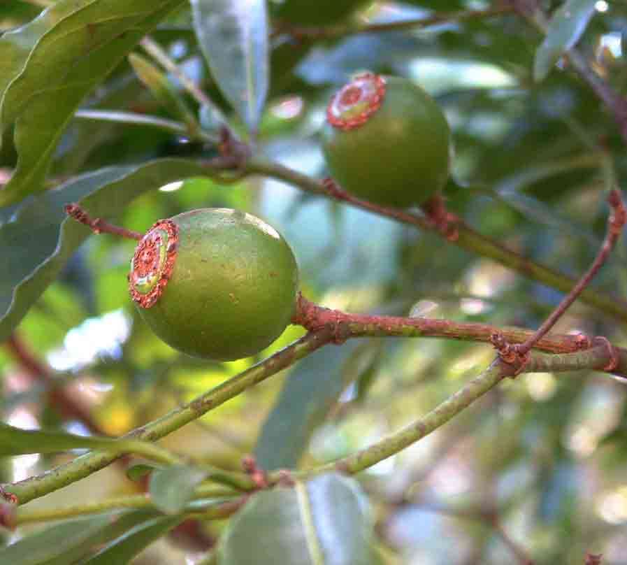 Image of Scented bells