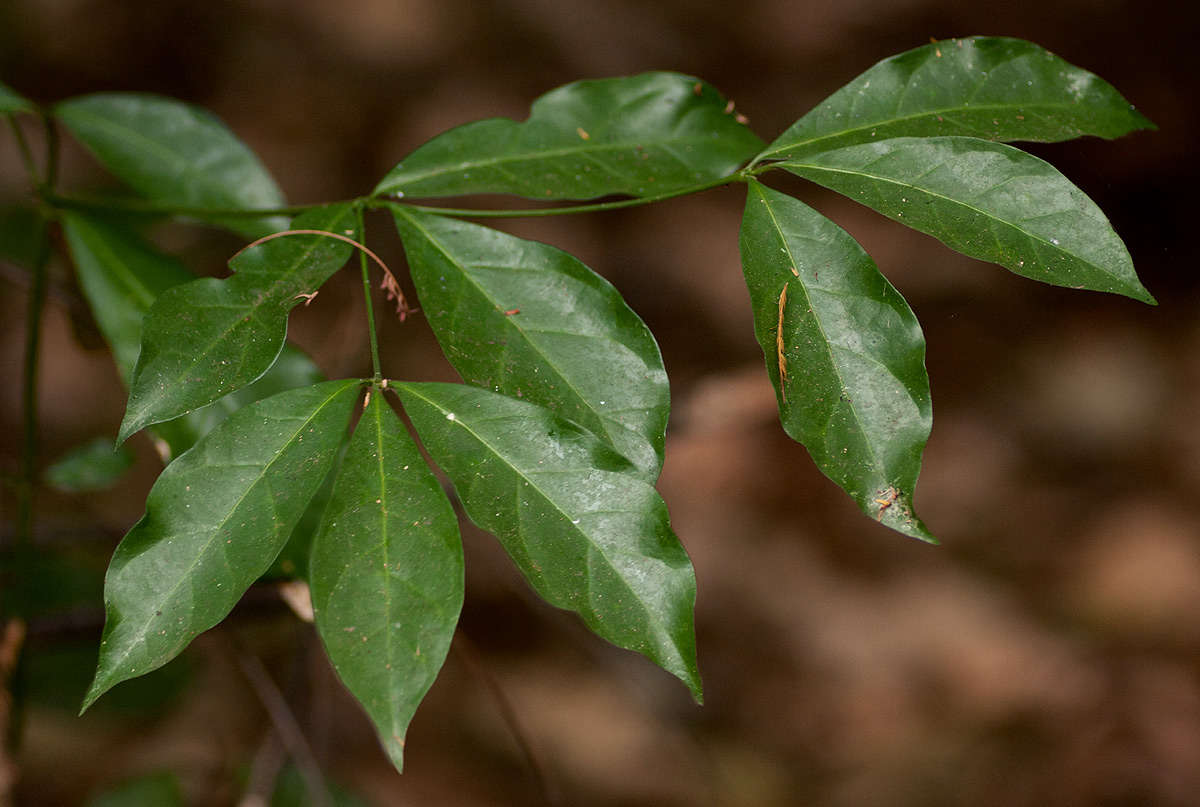 Image of Scented bells