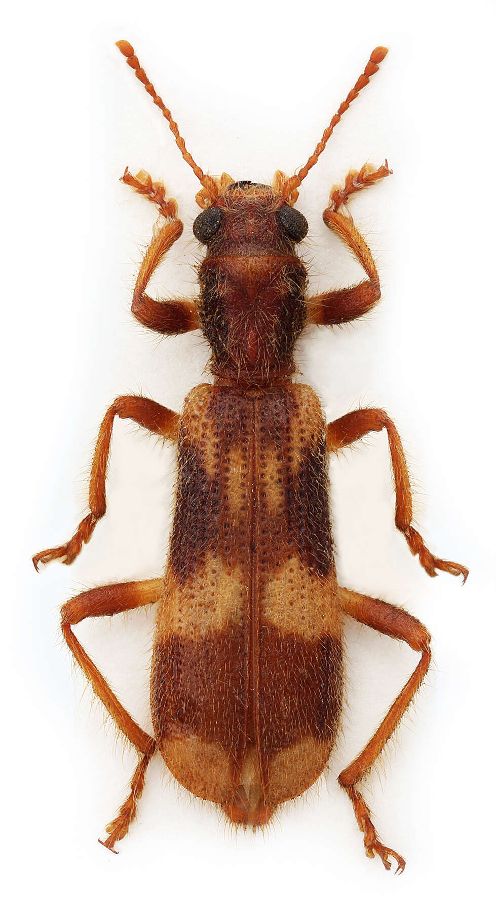 Image of Opilo domesticus (Sturm 1837)