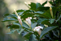 Image of Scented bells
