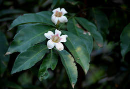 Image of Scented bells