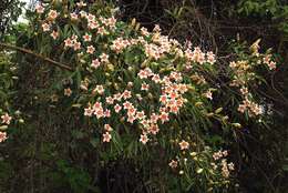 Image of Scented bells