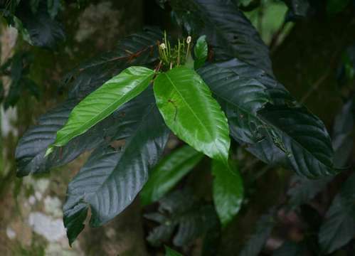 Image de Oxyanthus speciosus subsp. stenocarpus (K. Schum.) Bridson