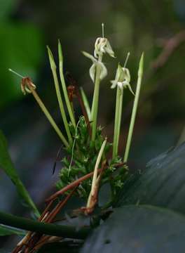 Image of Whipstick loquat