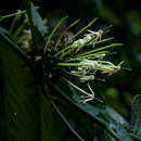 Image of Whipstick loquat