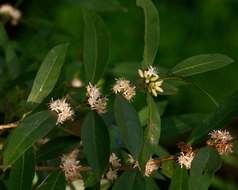 Image of Tricalysia coriacea (Benth.) Hiern