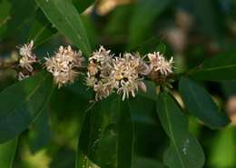 Image of Tricalysia coriacea (Benth.) Hiern