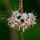 Image of Crown-fruited jackal-coffee