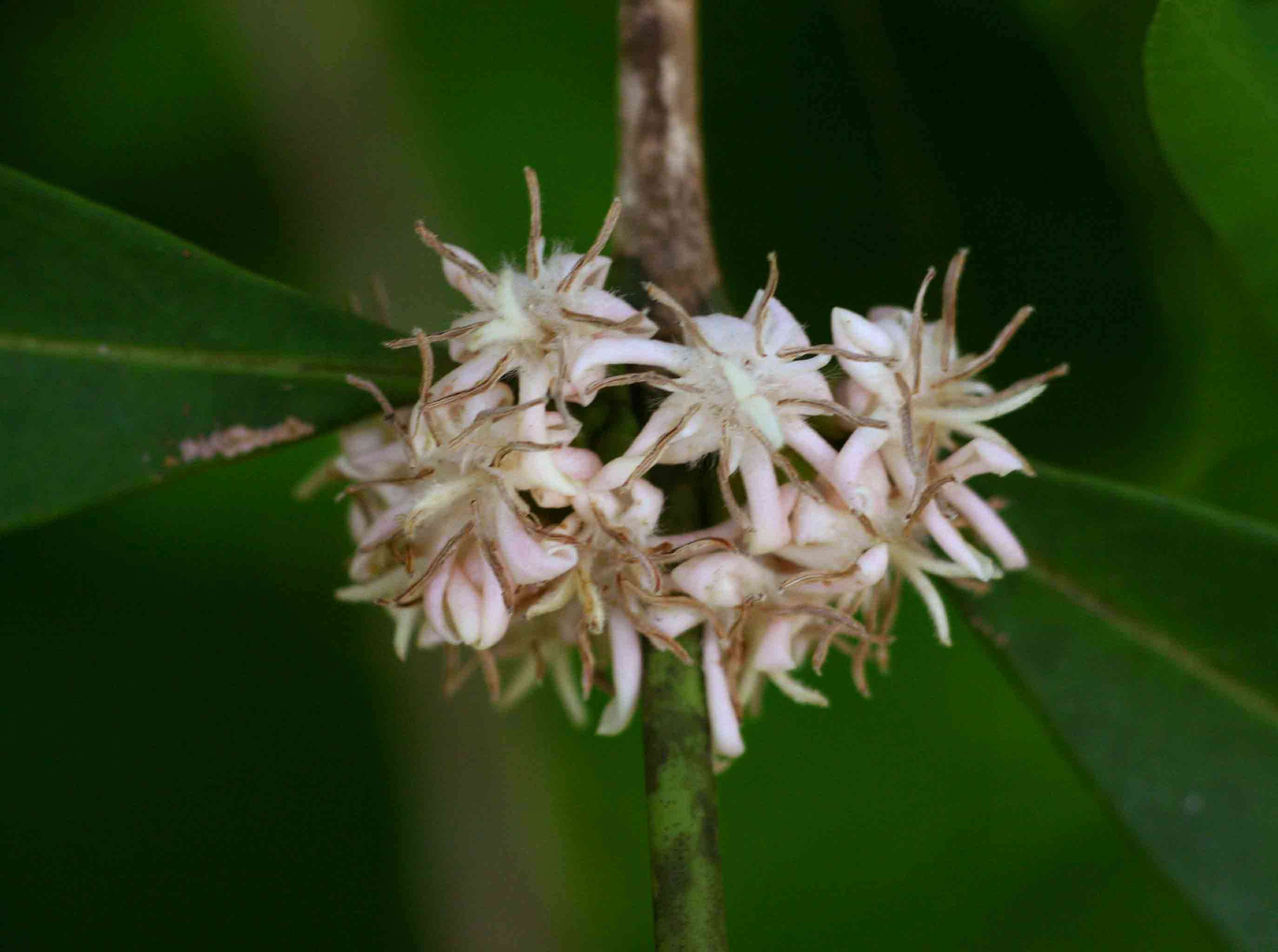 Image of Tricalysia coriacea (Benth.) Hiern