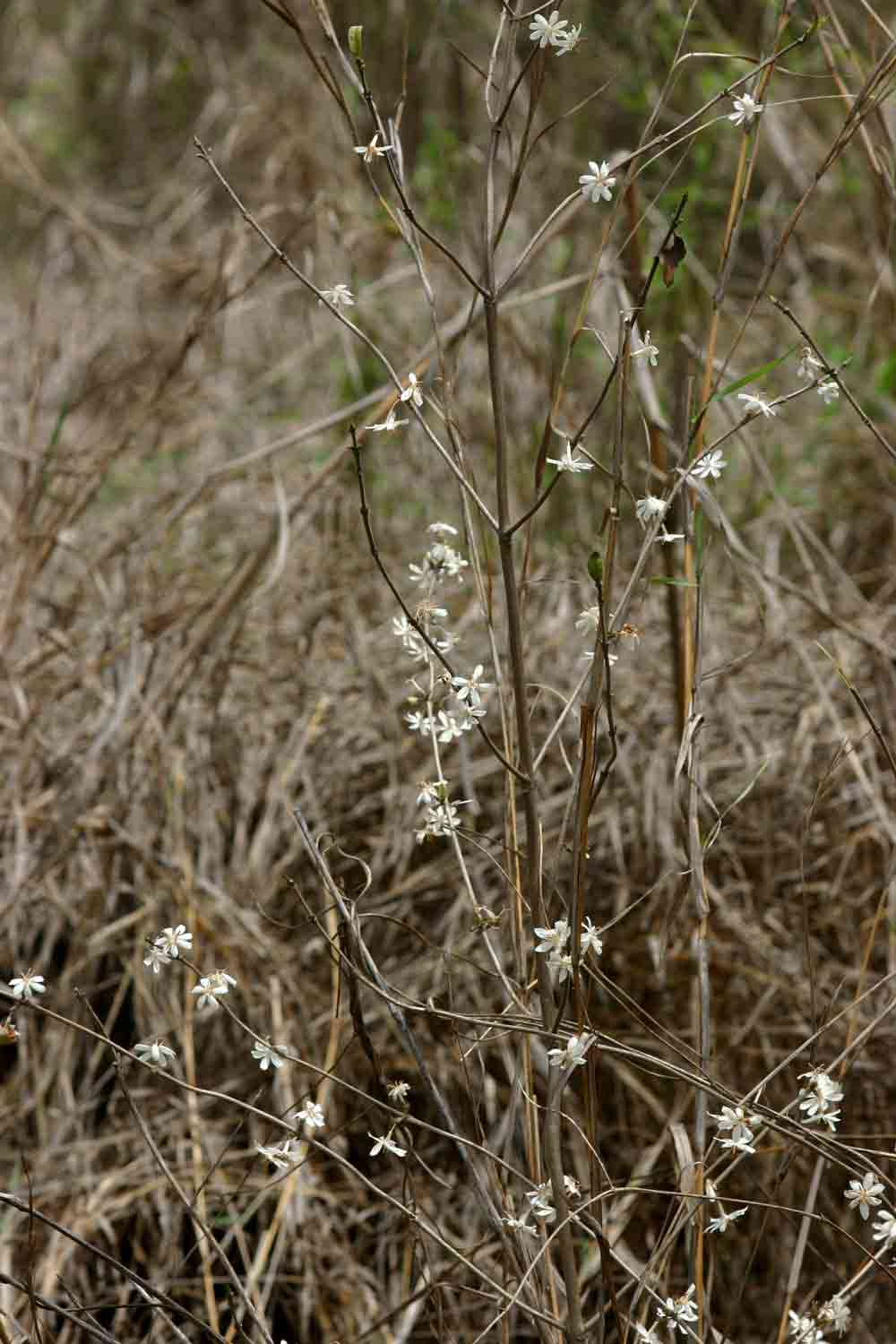 Tricalysia jasminiflora (Klotzsch) Benth. & Hook. fil. ex Hiern resmi