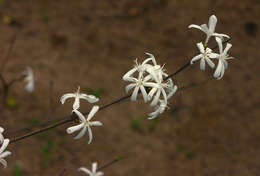 Tricalysia jasminiflora (Klotzsch) Benth. & Hook. fil. ex Hiern resmi