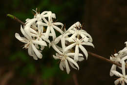Tricalysia jasminiflora (Klotzsch) Benth. & Hook. fil. ex Hiern resmi