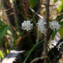 Image of Single-flowered jackal-coffee