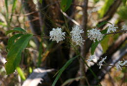 Tricalysia jasminiflora (Klotzsch) Benth. & Hook. fil. ex Hiern resmi