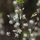 Image of Northern fluffy-flowered jackal-coffee