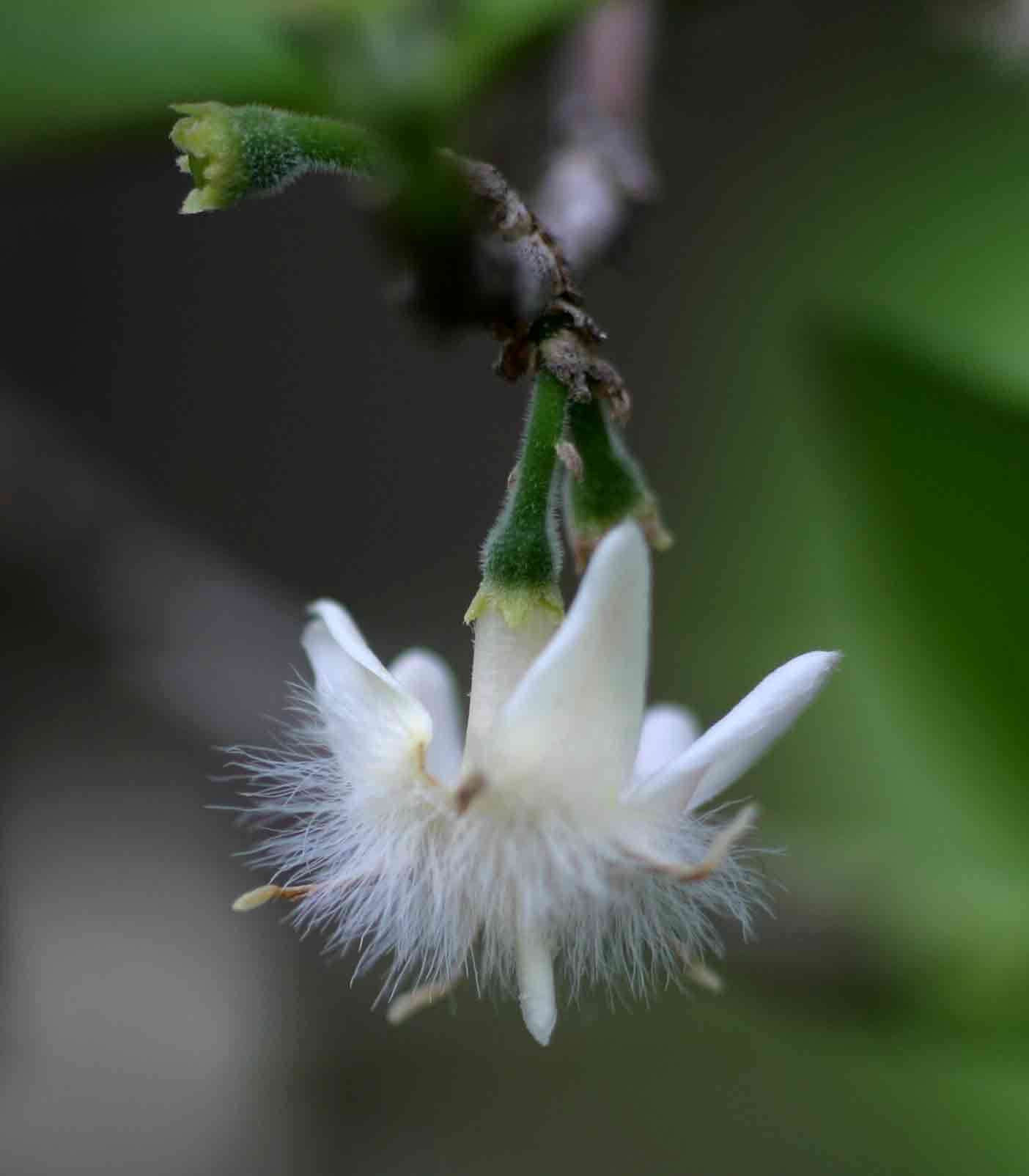 Image of Empogona kirkii Hook. fil.