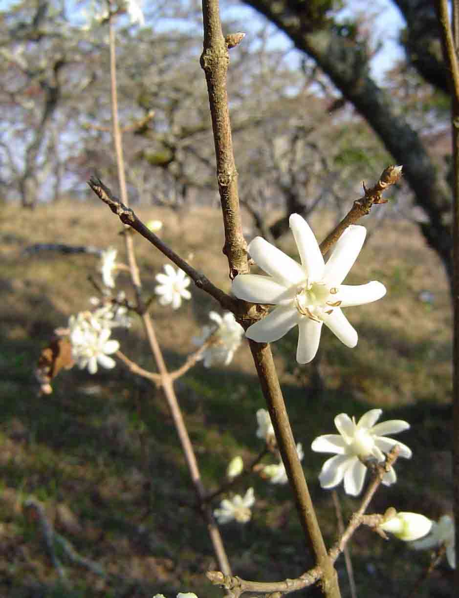 Image de Sericanthe andongensis (Hiern) Robbr.