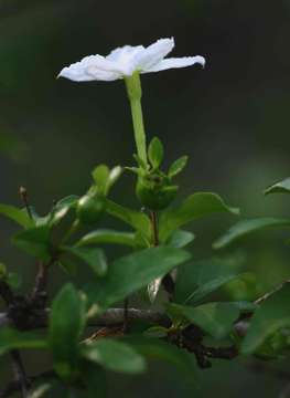 Image of Heinsia crinita (Wennberg) G. Taylor