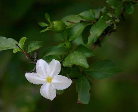 Image of Heinsia crinita (Wennberg) G. Taylor