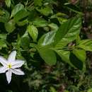 Image of Jasmine-gardenia