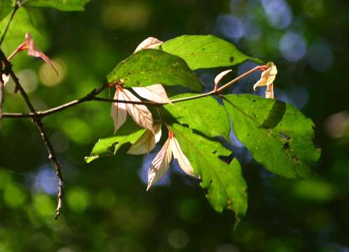 Image of Heinsenia diervilleoides K. Schum.