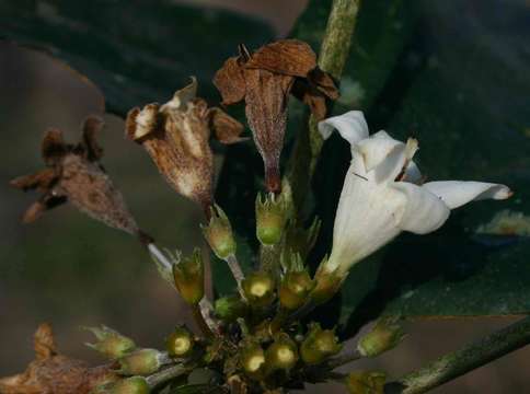 Image of Heinsenia diervilleoides K. Schum.