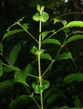 Image of Cremaspora triflora (Thonn.) K. Schum.