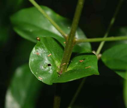 Image of Cremaspora triflora (Thonn.) K. Schum.