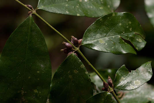 Image of Cremaspora triflora (Thonn.) K. Schum.