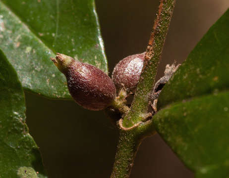 Image of Cremaspora triflora (Thonn.) K. Schum.