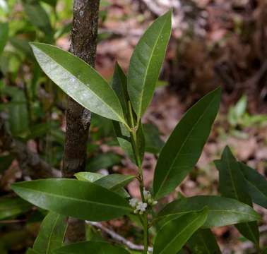 Image of Polysphaeria lanceolata Hiern