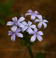 Image of Pentanisia sykesii Hutch.