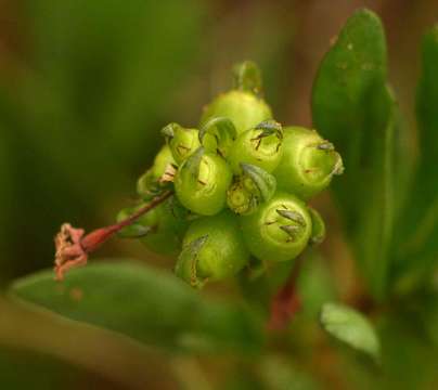 Image of Pentanisia sykesii Hutch.