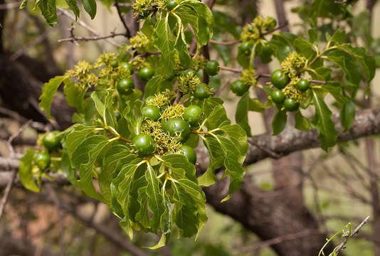 Vangueria resmi