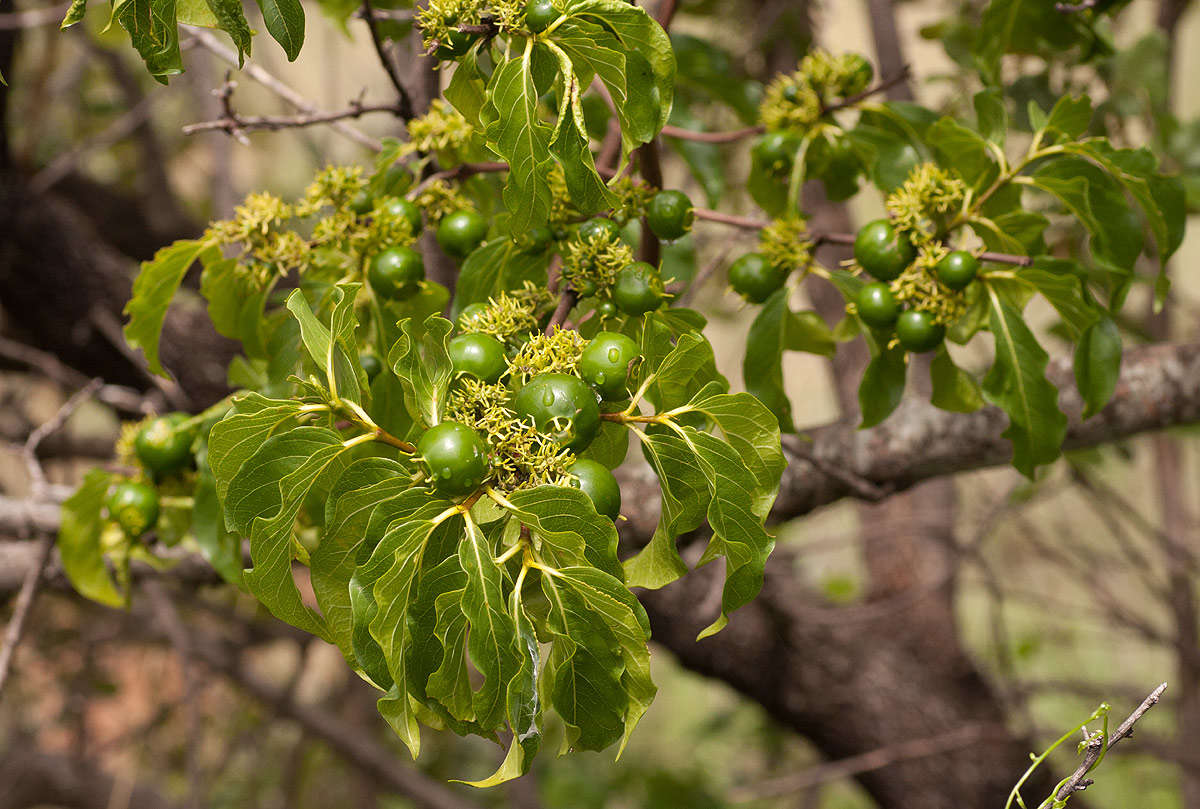 Image of vangueria