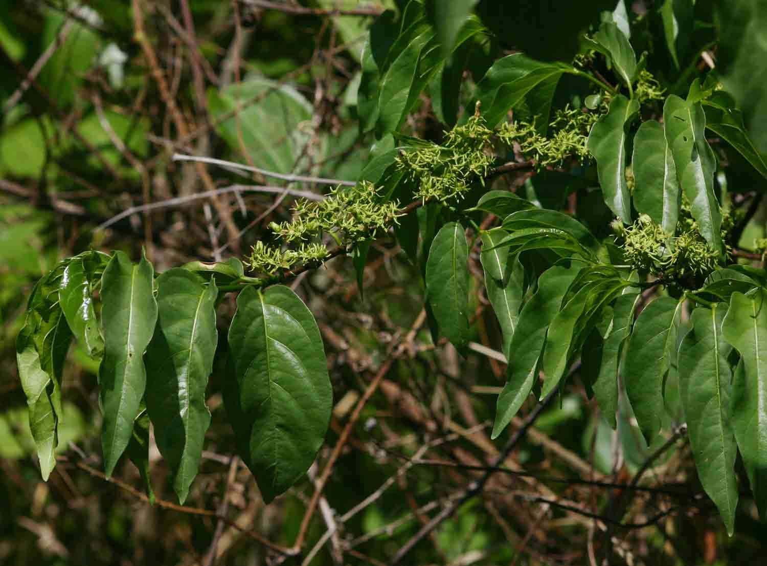 Vangueria resmi