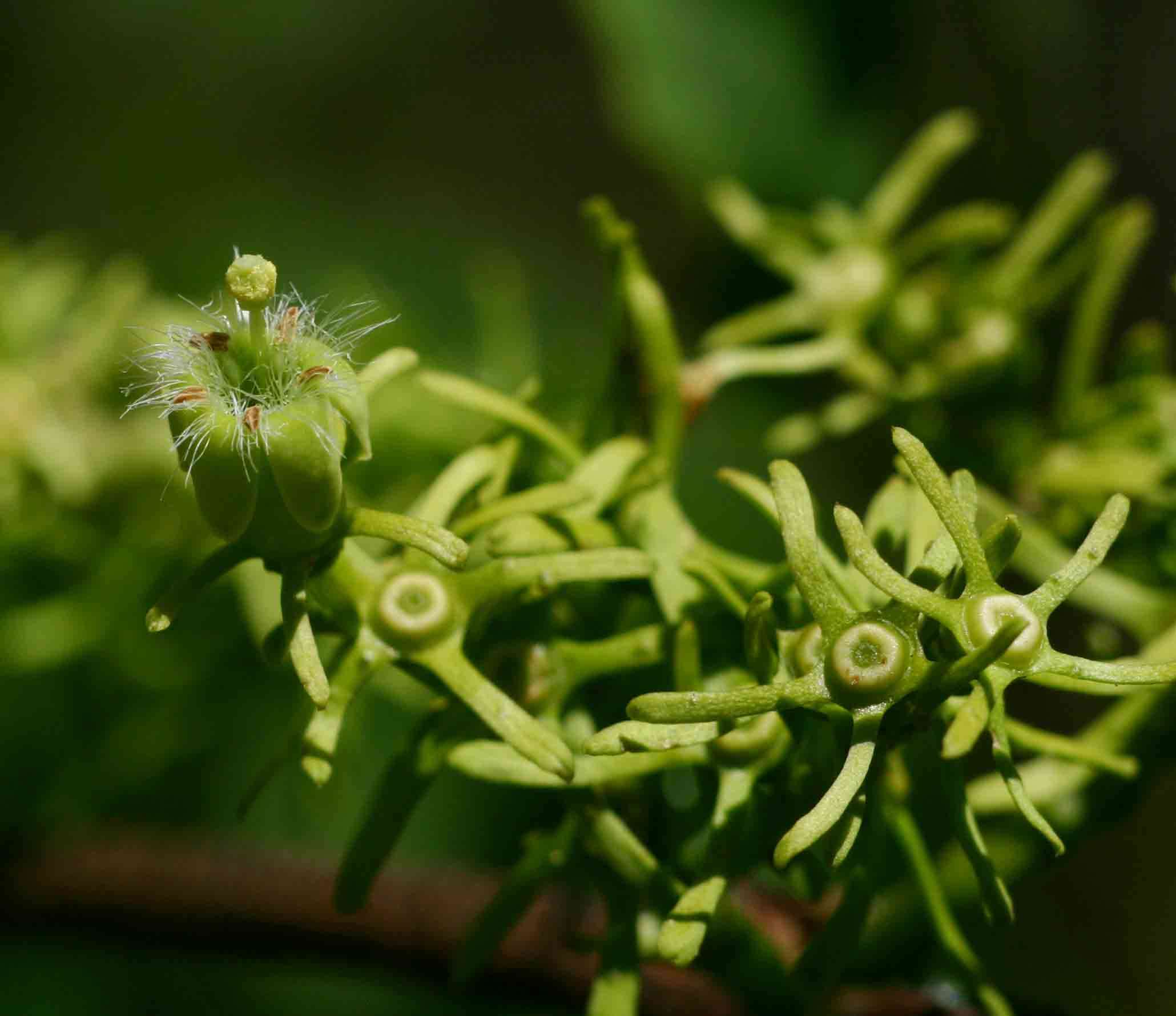 Vangueria resmi