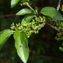 Image of Chirinda wild medlar