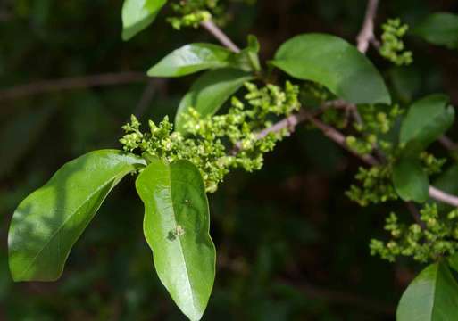 Image of Chirinda wild medlar