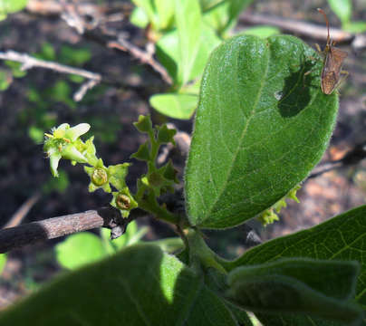 Image of Vangueria infausta Burch.